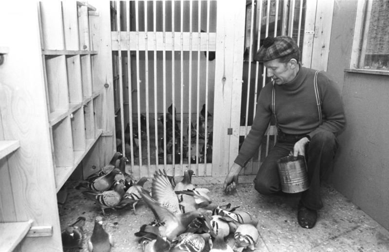 Feeding racing pigeons